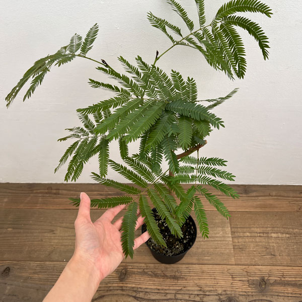 楽天市場】観葉植物/エバーフレッシュ（ネムノキ）6号鉢植え* : 園芸