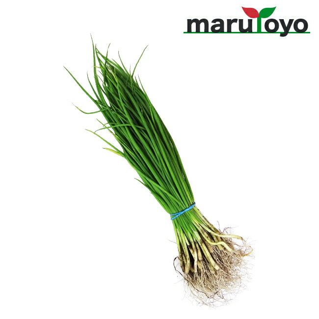 楽天市場】玉ねぎ苗 中晩生 ネオアース 50本 【苗】【たまねぎ