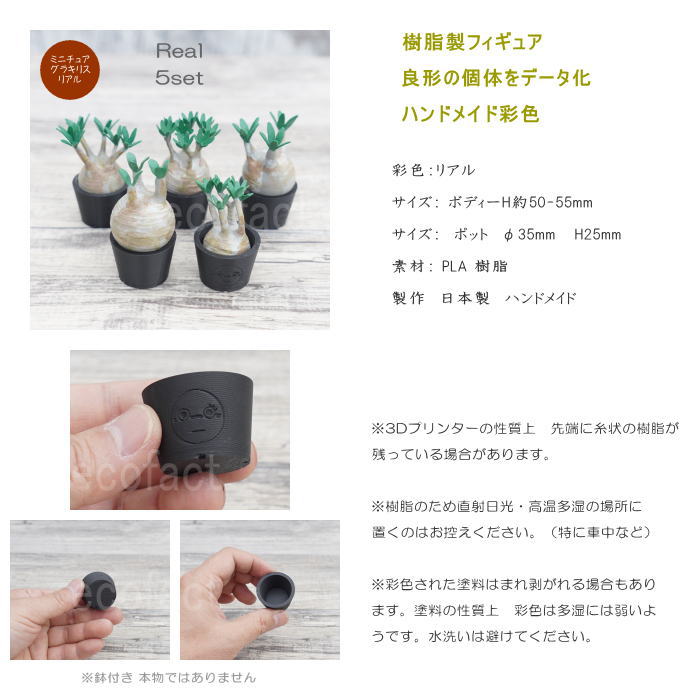 楽天市場】3D フィギュア ミニチュア 5セット リアル パキポディウム