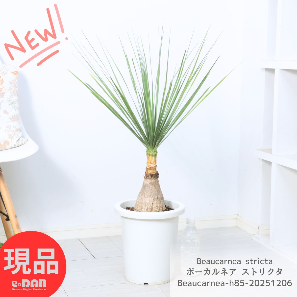 楽天市場】アガベ ストリクタの通販