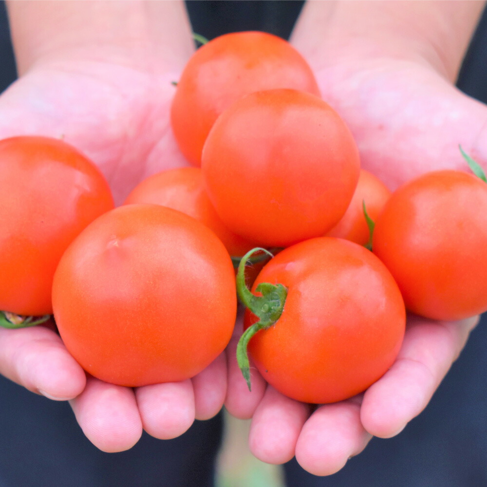 楽天市場】【ふるさと納税】福津が誇る”冬野菜”ジューシーで甘い