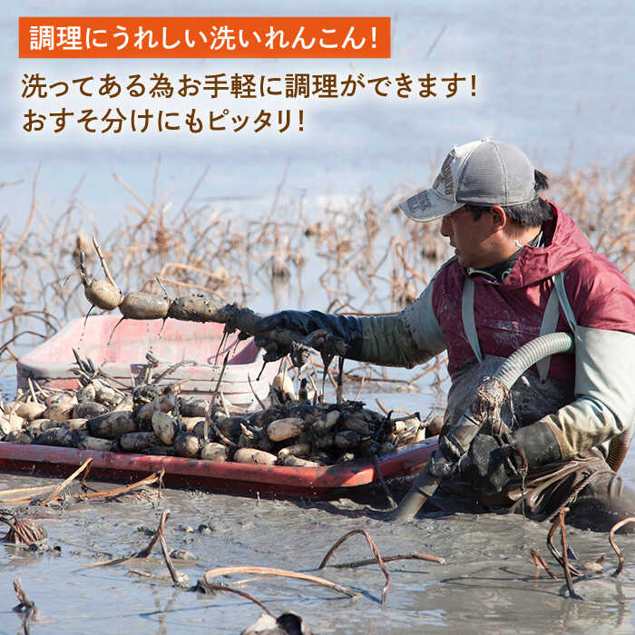 楽天市場】【ふるさと納税】【2026年1月以降発送】洗い れんこん 真空