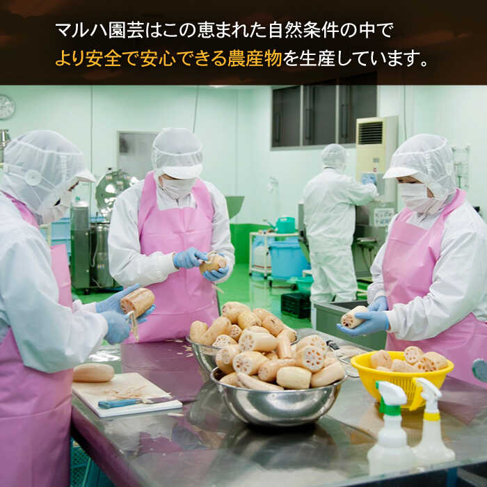 楽天市場】【ふるさと納税】【2026年1月以降発送】洗い れんこん 真空