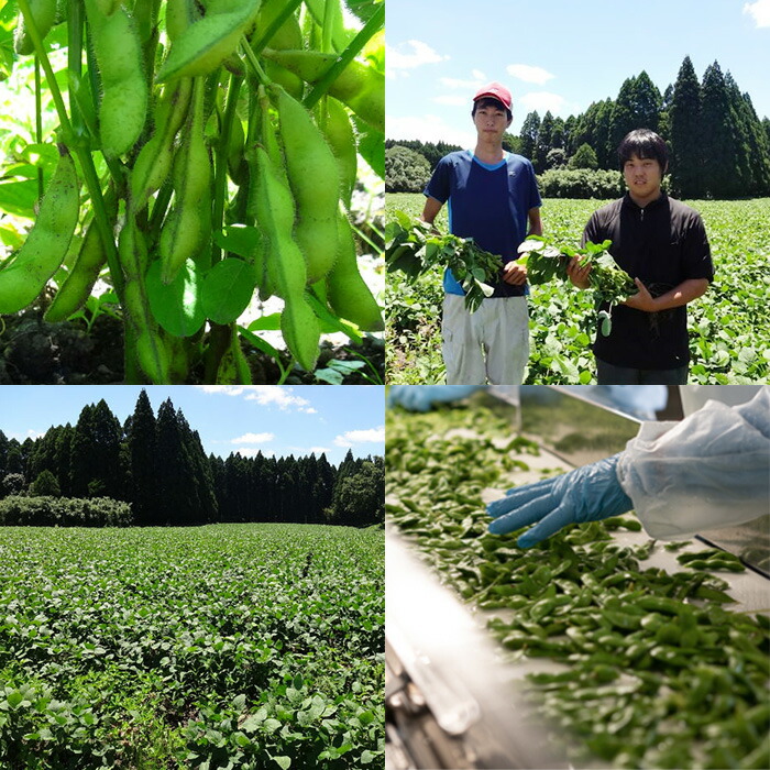 楽天市場】【ふるさと納税】宮崎県産えだまめ 3kg(500g×6袋) 自社農園