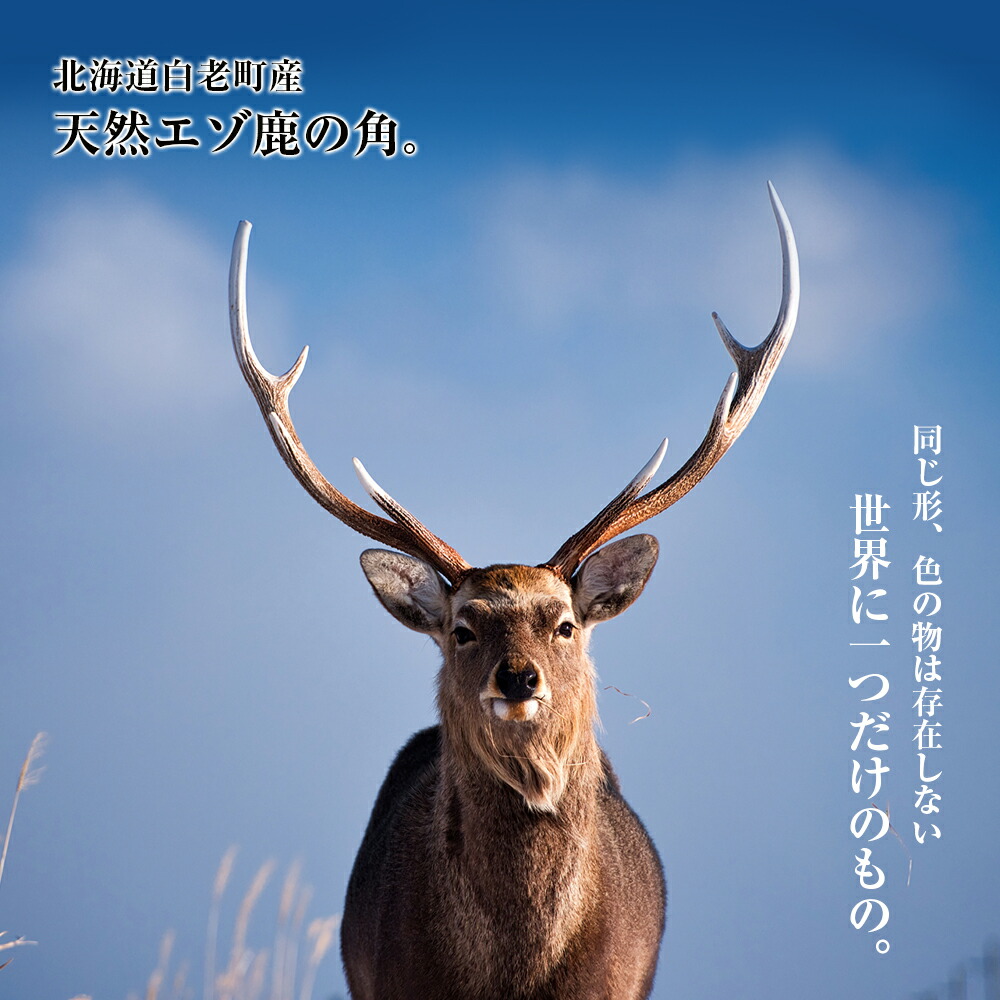 楽天市場】【ふるさと納税】【楽天限定】エゾシカ 角 ストラップ（輪