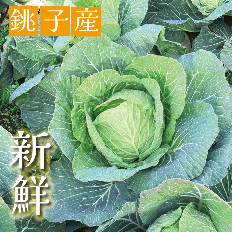 楽天市場】【ふるさと納税】 ドライキャベツ 計160g (10g×16袋