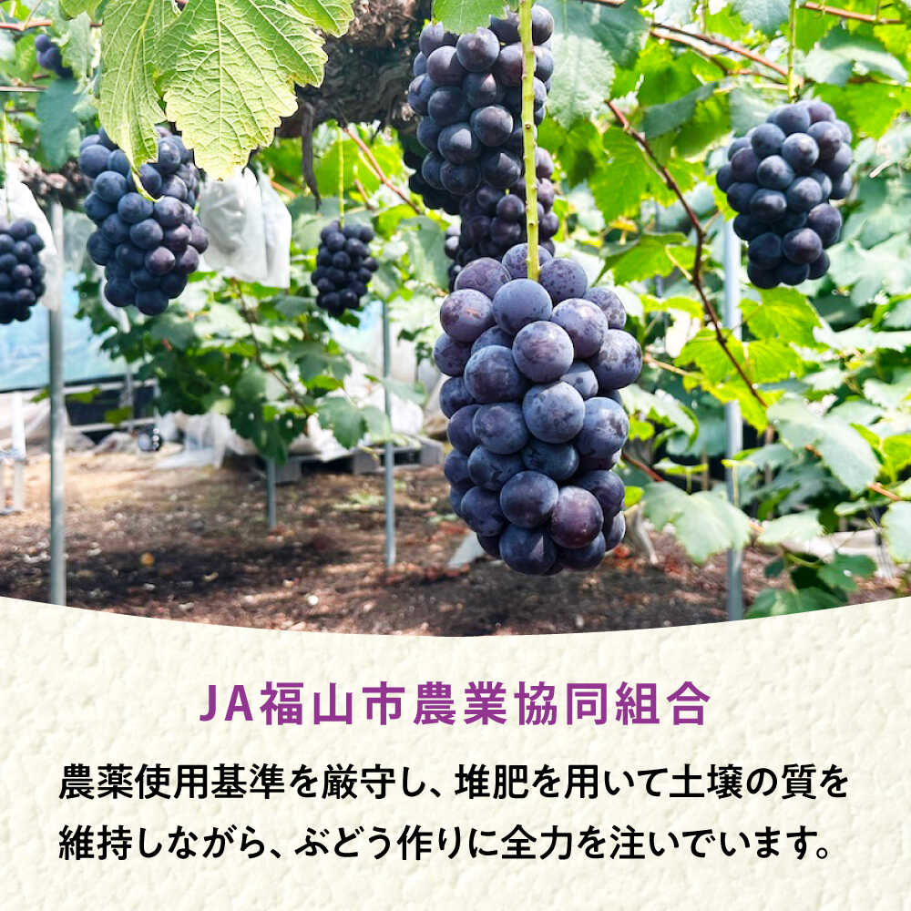 楽天市場】【ふるさと納税】【全3回定期便】期間限定 贅沢3種の沼隈