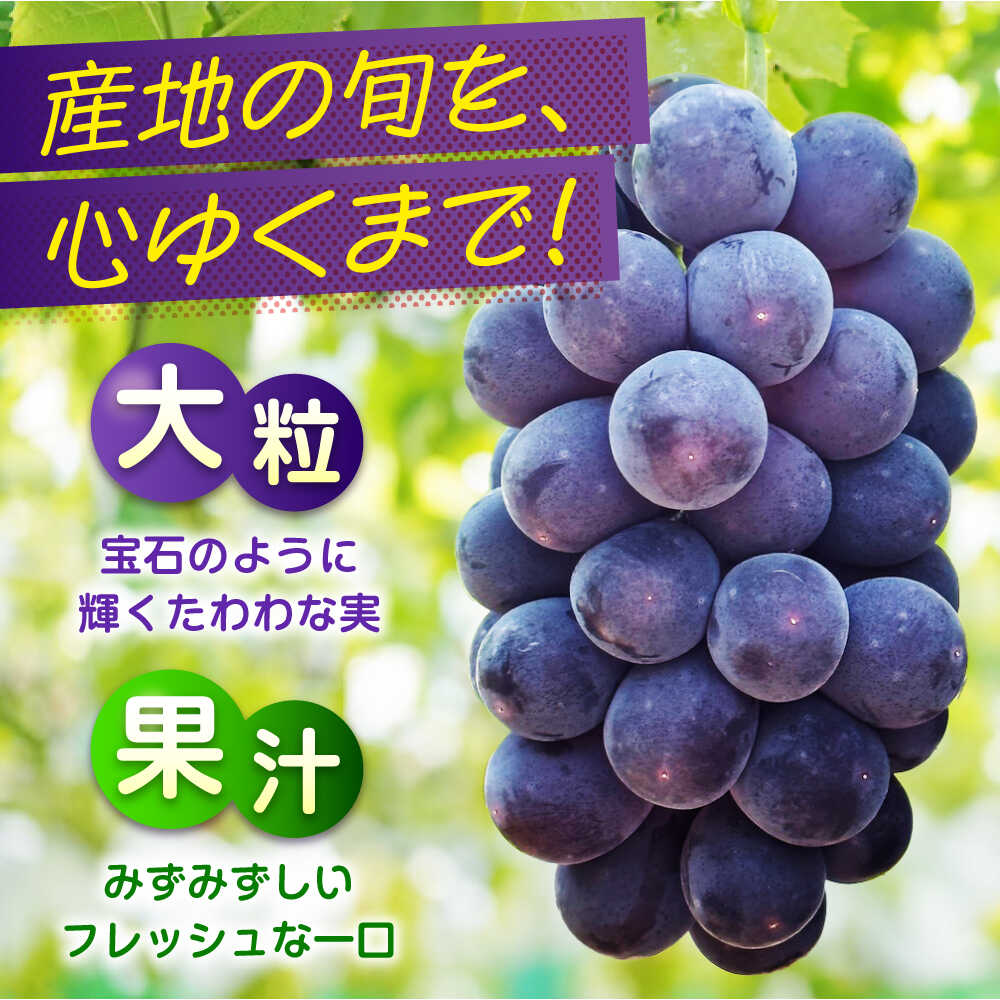 楽天市場】【ふるさと納税】【全3回定期便】期間限定 贅沢3種の沼隈