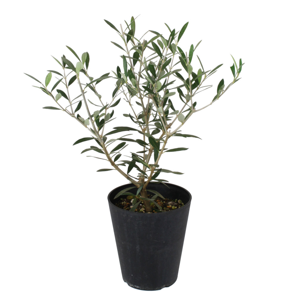 楽天市場】オリーブ・ネバディロブランコ 5号【苗木 常緑 高木 観葉