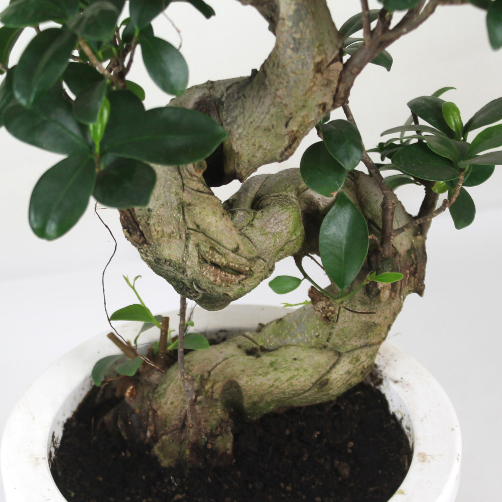 曲がりガジュマル (現品) 根上がり 曲線 空間浄化インテリアグリーン