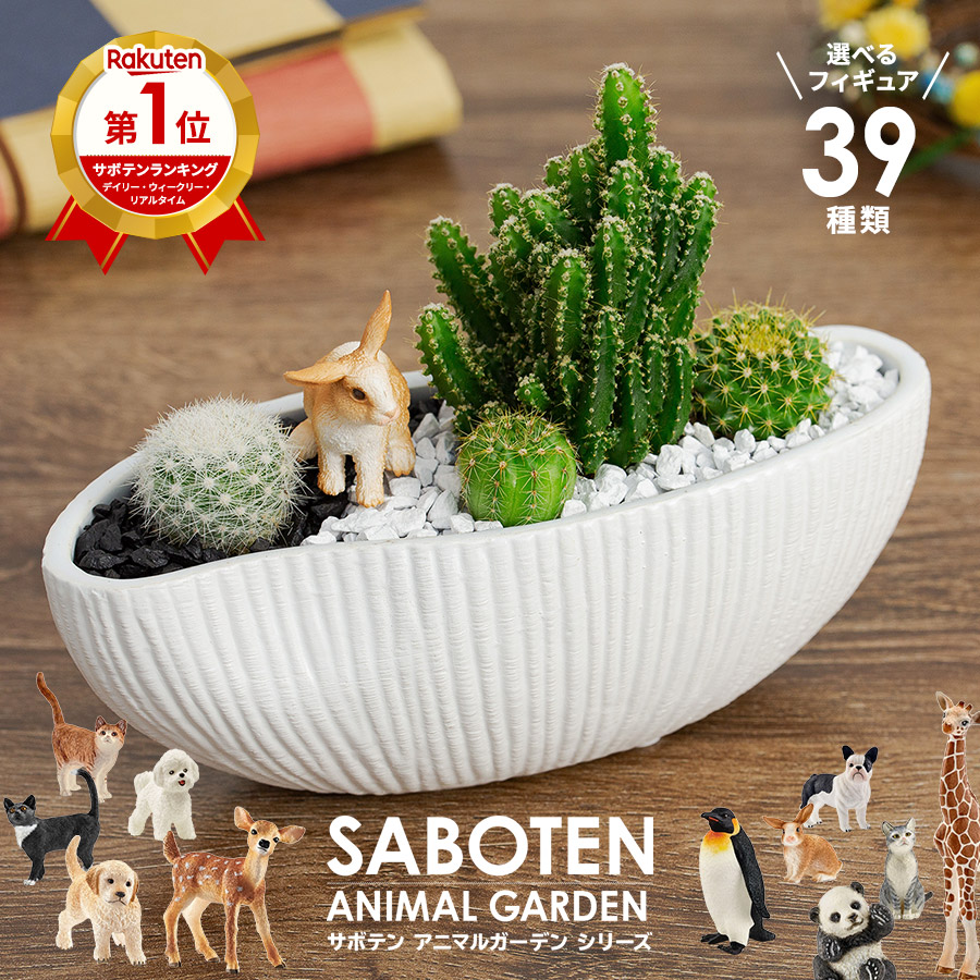 楽天市場】サボテン 寄せ植え 楽天1位 かわいい オシャレ 観葉植物