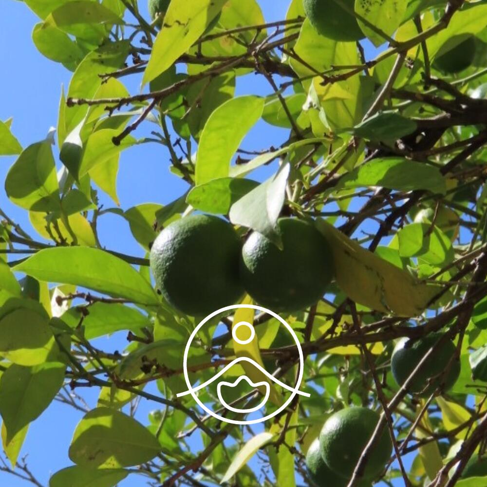 楽天市場】【フロリハナ公式】ベルガモット ベルガプテンフリー FCF