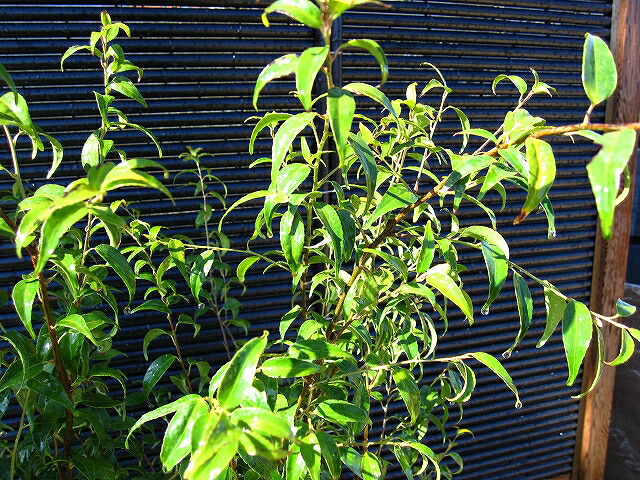 楽天市場】ハイノキ 樹高1.5m前後 露地苗 【剪定サービス＆支柱付き