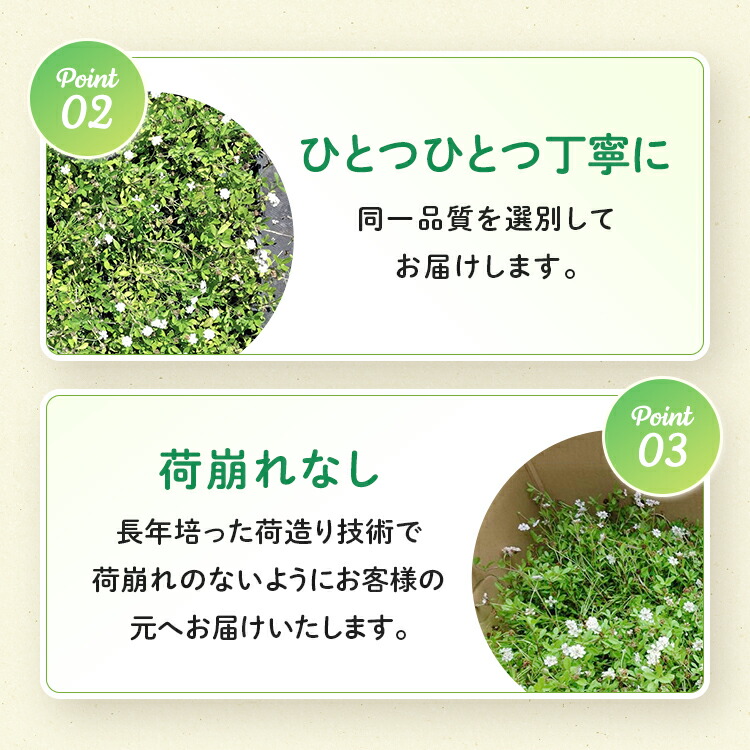 楽天市場】玉竜 タマリュウ たまりゅう 160ポットセット 緑の絨毯