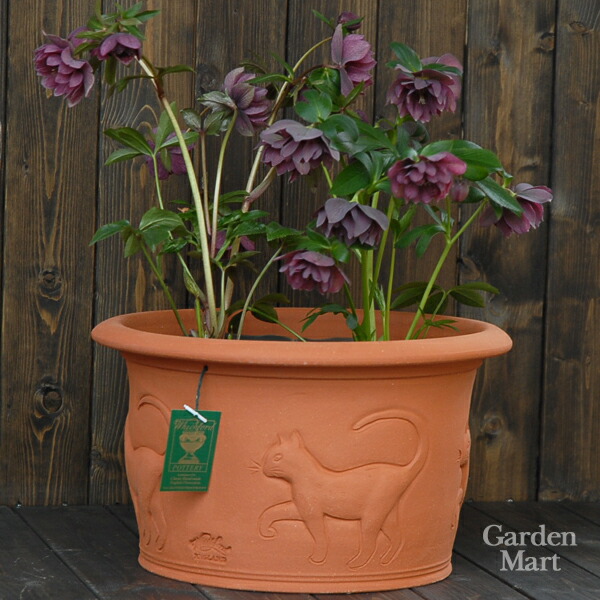 楽天市場】Whichford ウィッチフォード 植木鉢 深型 キャット