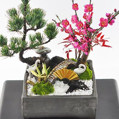 楽天市場】ミニ盆栽 松竹梅の寄せ植え 5号サイズ 5.5号サイズ 正角鉢