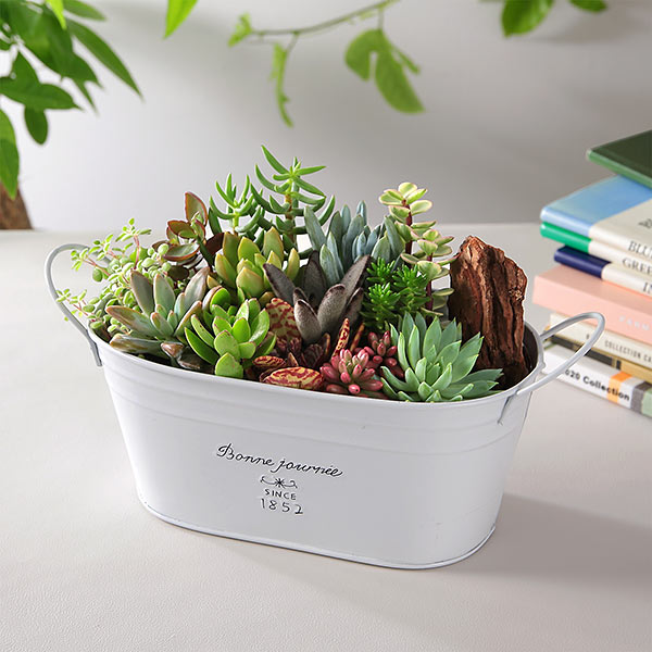 楽天市場】多肉植物 寄せ植え おまかせ多肉アソートM2 送料無料