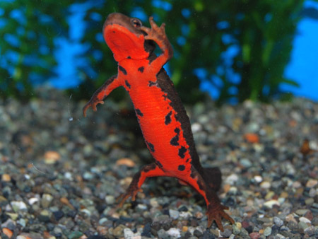 楽天市場】アカハライモリ : フォーカス