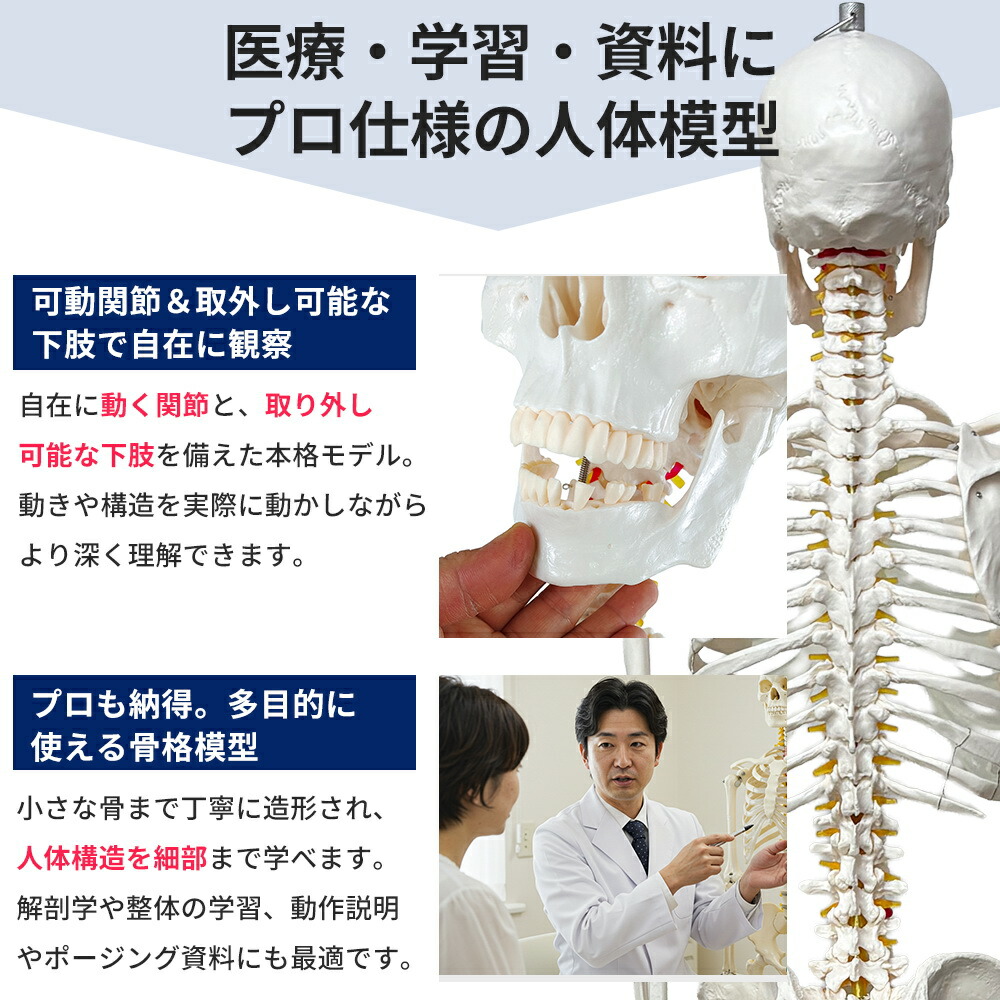 楽天市場】【楽天1位受賞】人体模型 Rohs認証品 骨格模型 等身大 全長