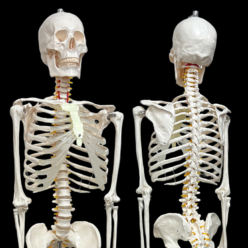 楽天市場】【楽天1位受賞】人体模型 Rohs認証品 骨格模型 等身大 全長