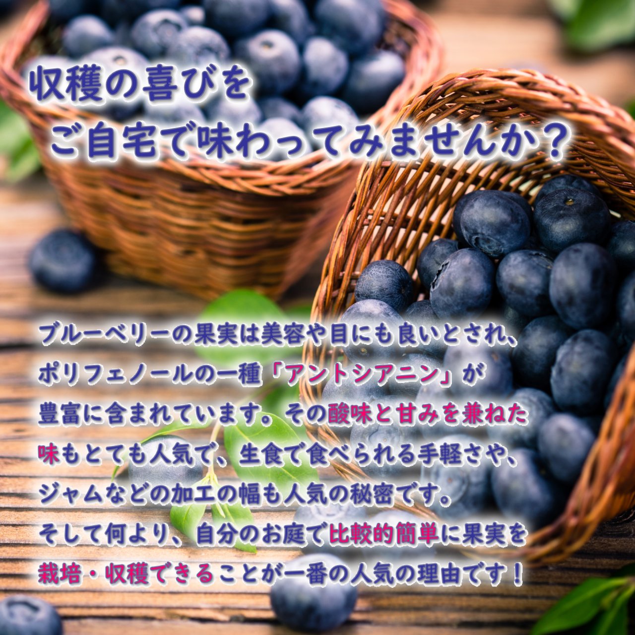 楽天市場】ブルーベリー 苗 苗木 ノーザンハイブッシュ系