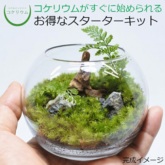 楽天市場】【送料無料 観葉植物 おしゃれ ミニ テラリウム キット