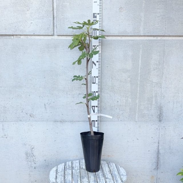 楽天市場】【イチジク属】日本種（早生）（挿し木苗）4号LLポット