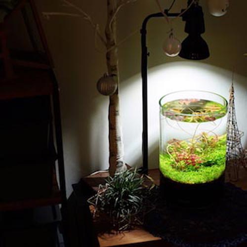 楽天市場】BARREL AMATERAS 10W バレル アマテラス LED 【多肉植物