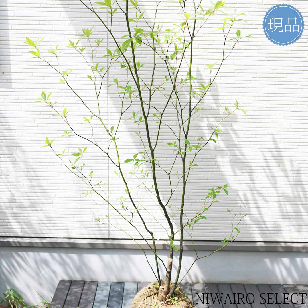 楽天市場】【クロモジ】 黒文字 株立ち 自然樹形 樹高H≒170 × 枝張W