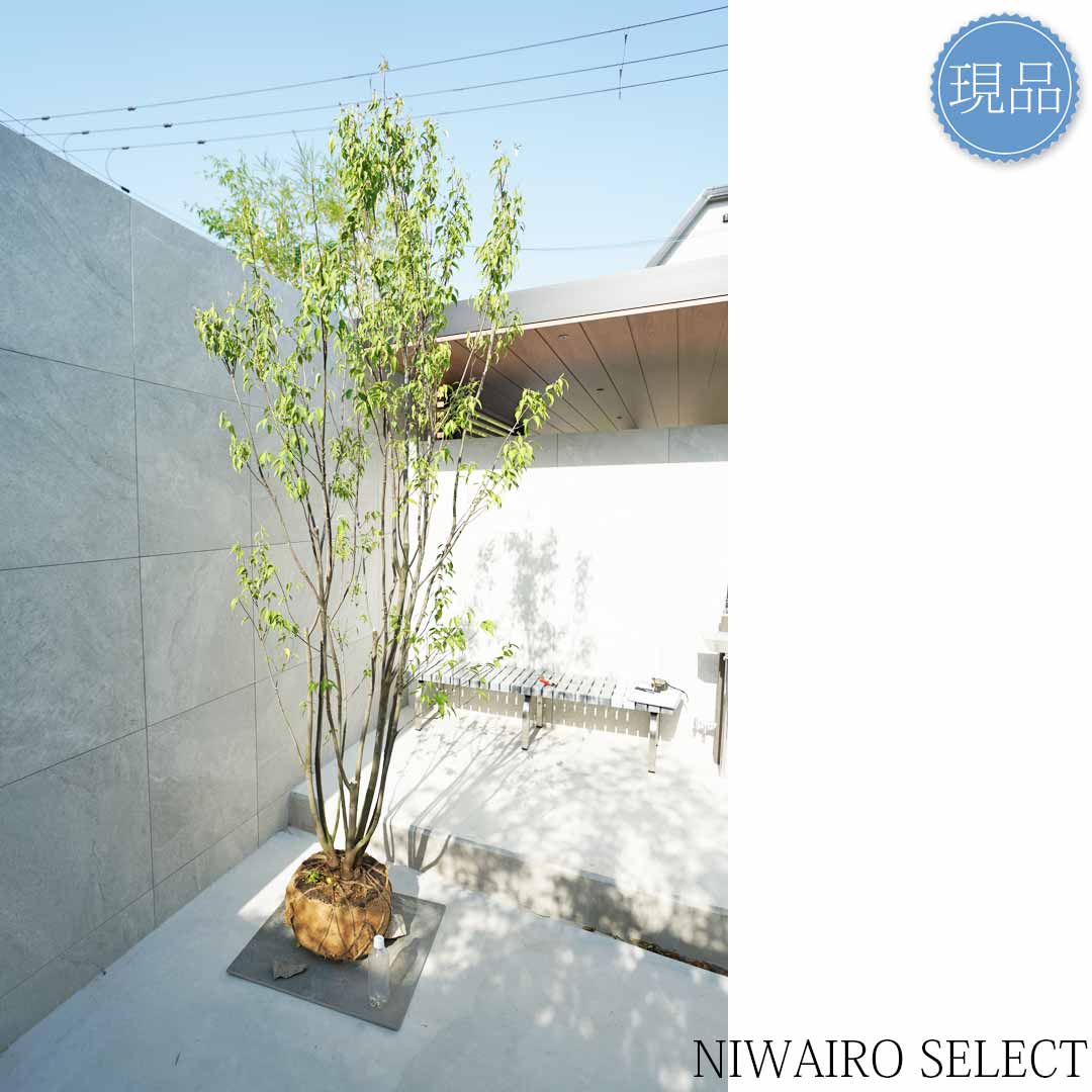 楽天市場】【現品】山採り【ハイノキ】株立ち 自然風樹形 樹高H≒260