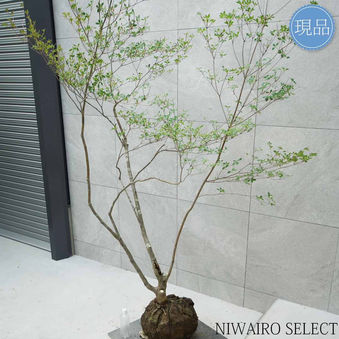楽天市場】【現品】山採り【大型ドウダンツツジ】灯台躑躅 本株立ち