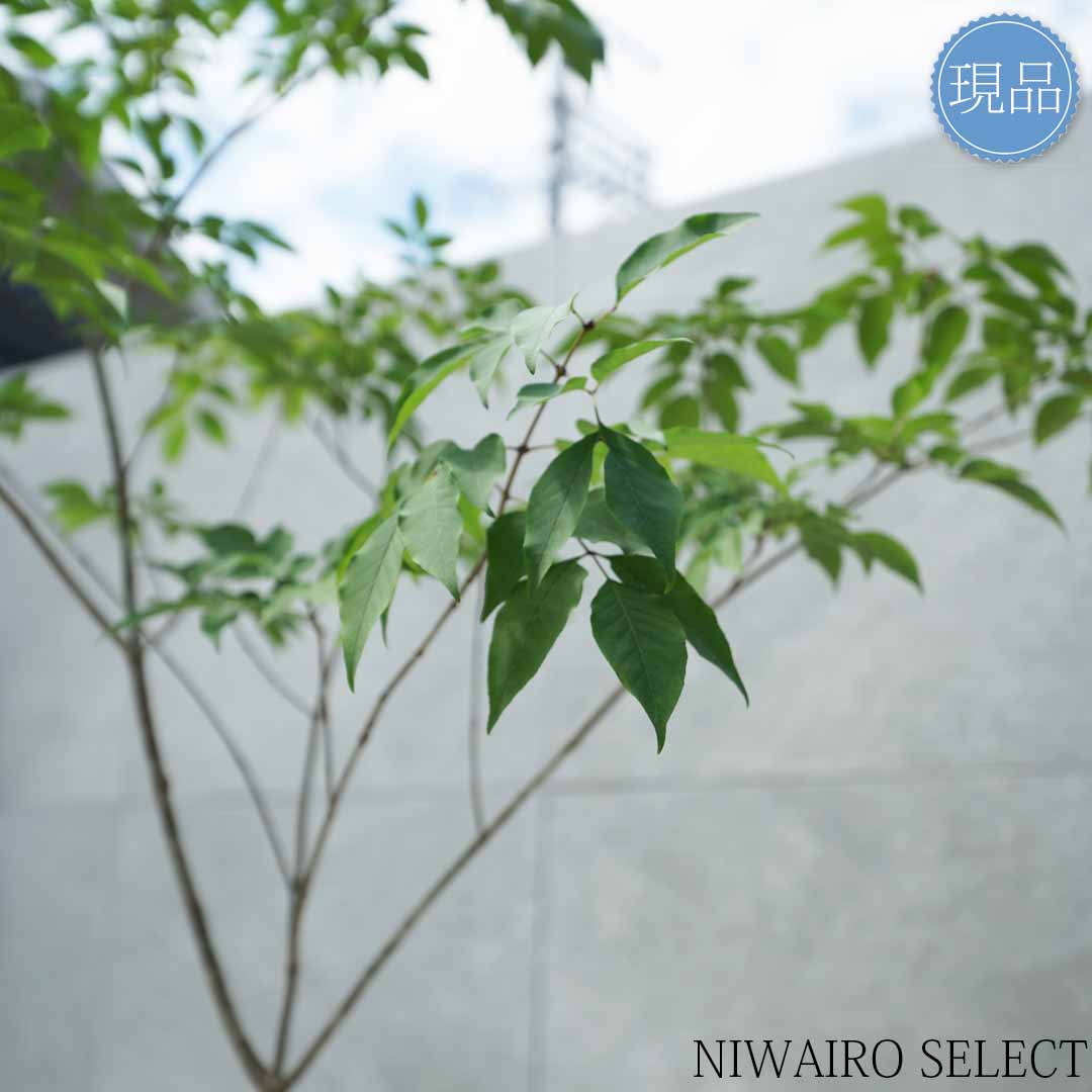 楽天市場】【現品】山採り【アオダモ】自然風樹形 コバノトネリコ 樹高