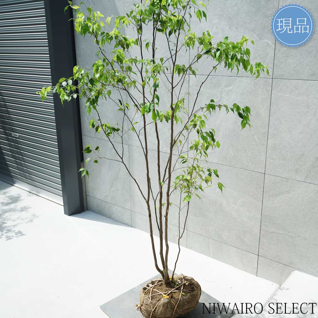 楽天市場】【現品】山採り【ハイノキ】株立ち 自然風樹形 樹高H≒185