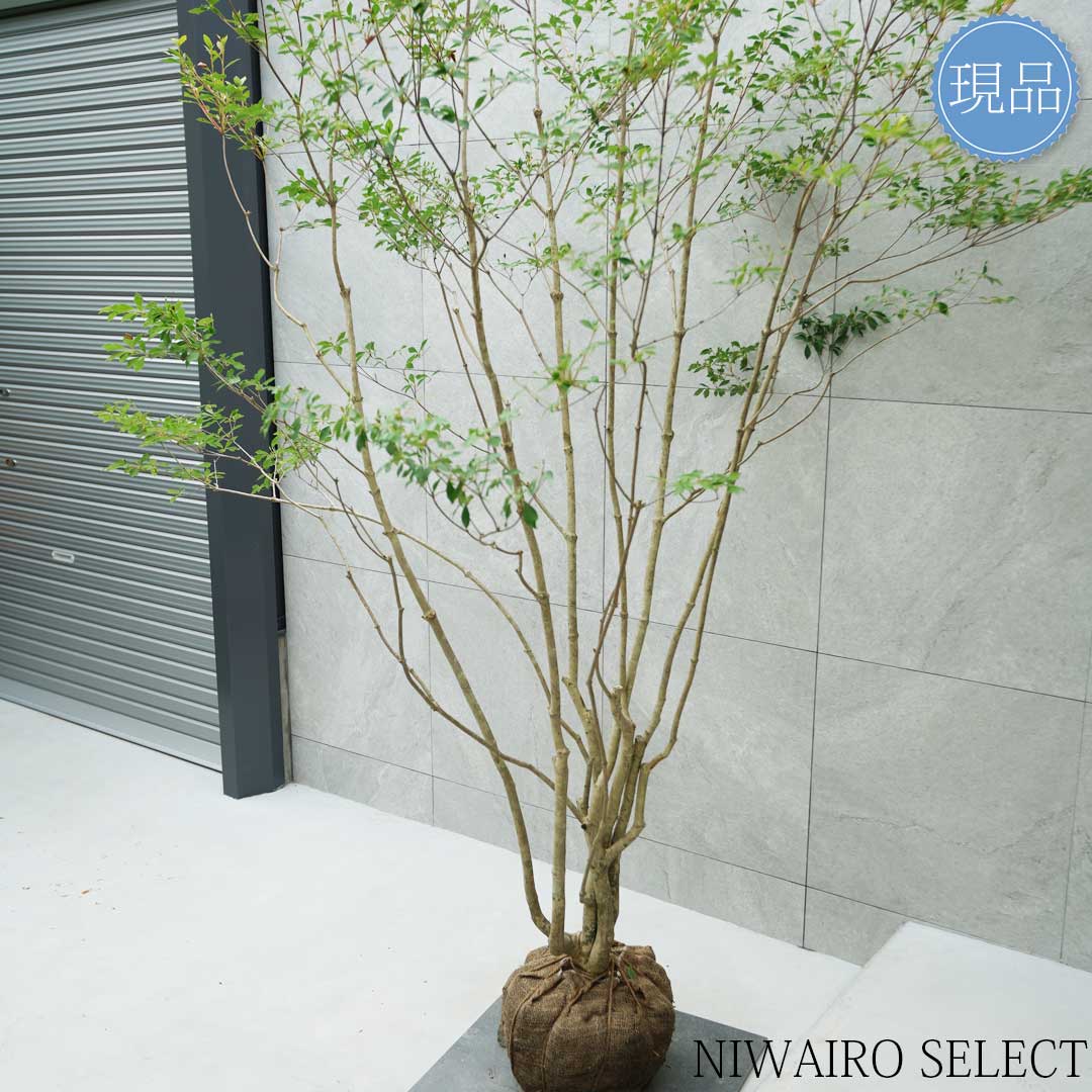 楽天市場】【現品】山採り【大型ドウダンツツジ】灯台躑躅 本株立ち