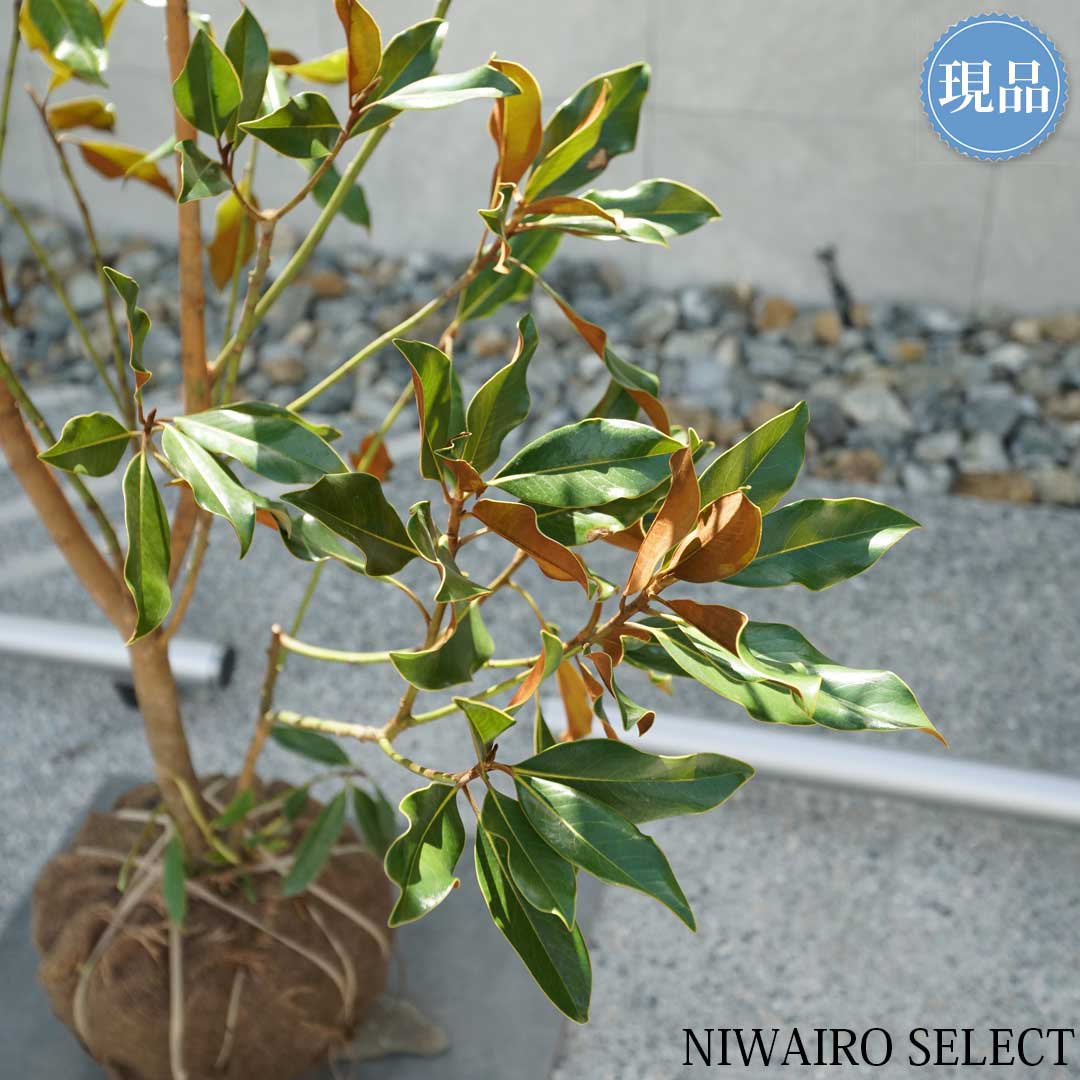 楽天市場】【現品】【ケイパレス】タイサンボク 矮性 自然風樹形 樹高H