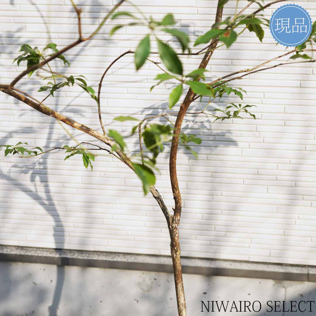 楽天市場】【現品】山採り【アセビ】白花 馬酔木 自然風樹形 樹高H