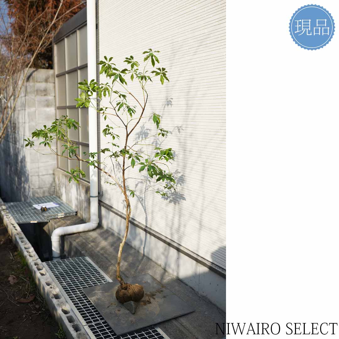 楽天市場】【現品】山採り【アセビ】白花 馬酔木 自然風樹形 樹高H