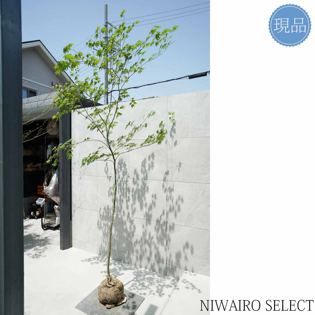楽天市場】【現品】山採り【コハウチワカエデ】小羽団扇楓 自然風樹形