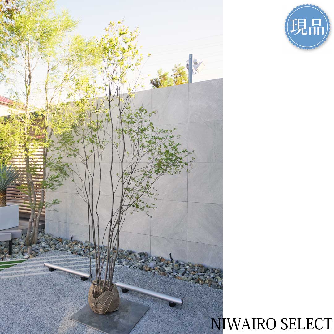 楽天市場】【現品】山採り【アブラツツジ】アブラドウダンツツジ 油