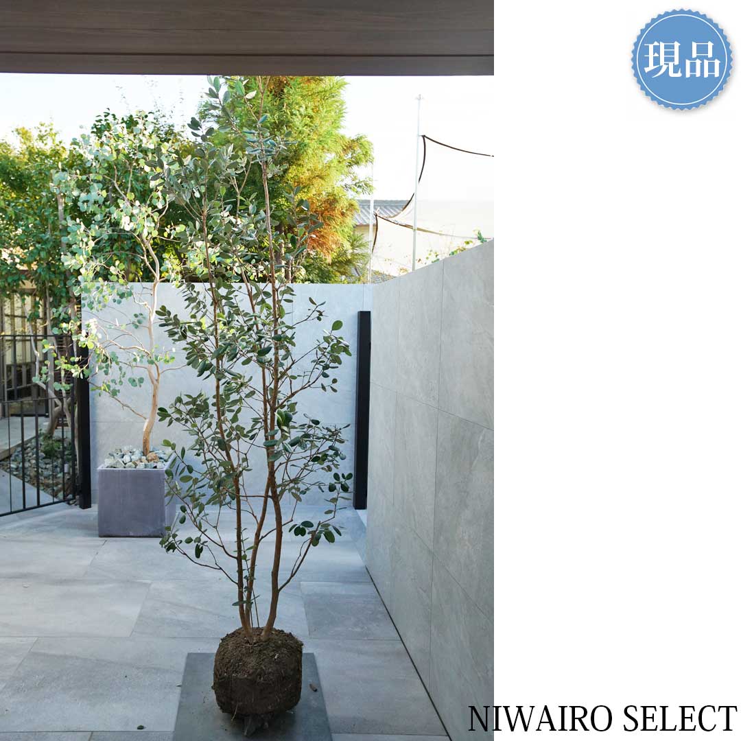 楽天市場】【現品】【フェイジョアの木】株立ち 自然風樹形 樹高H≒240