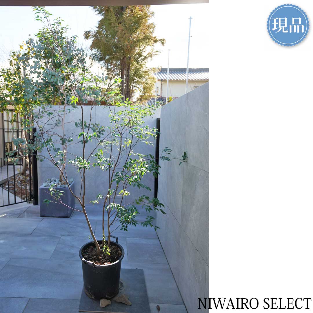 楽天市場】【現品】山採り【ハイノキ】株立ち 自然風樹形 樹高H≒200