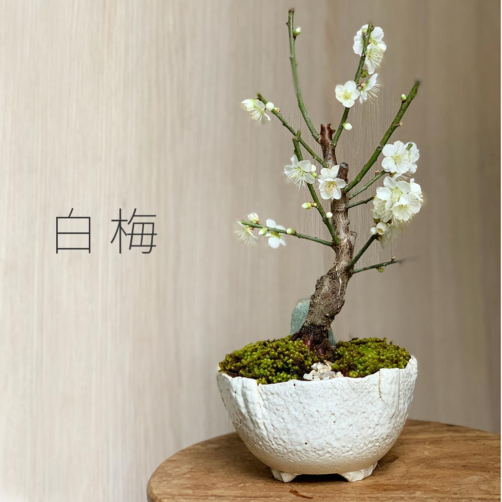 楽天市場】盆栽 梅 白梅 梅盆栽花咲くボンサイ bonsai 香り高い お祝い