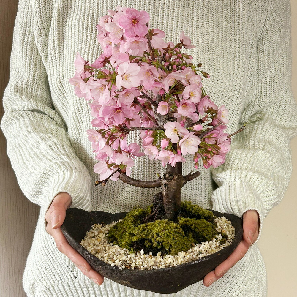 楽天市場】盆栽 陽光桜 ようこうざくら くらま鉢 一重の桜 かわいい