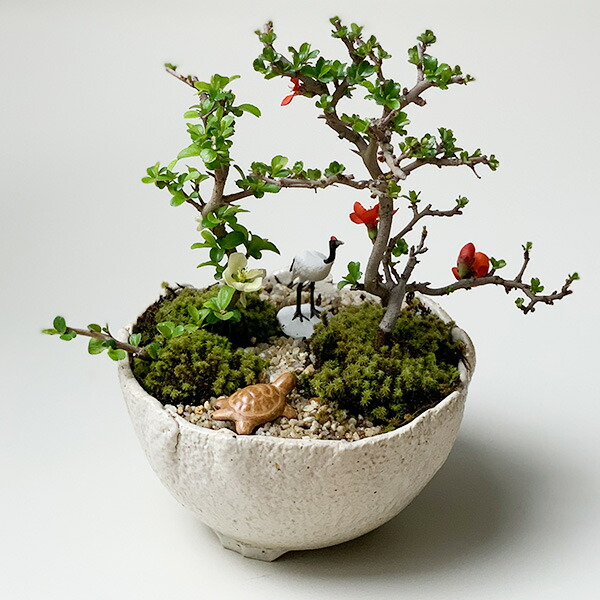 楽天市場】盆栽 長寿梅 紅白 二本植え紅白長寿梅（コウハクチョウジュ