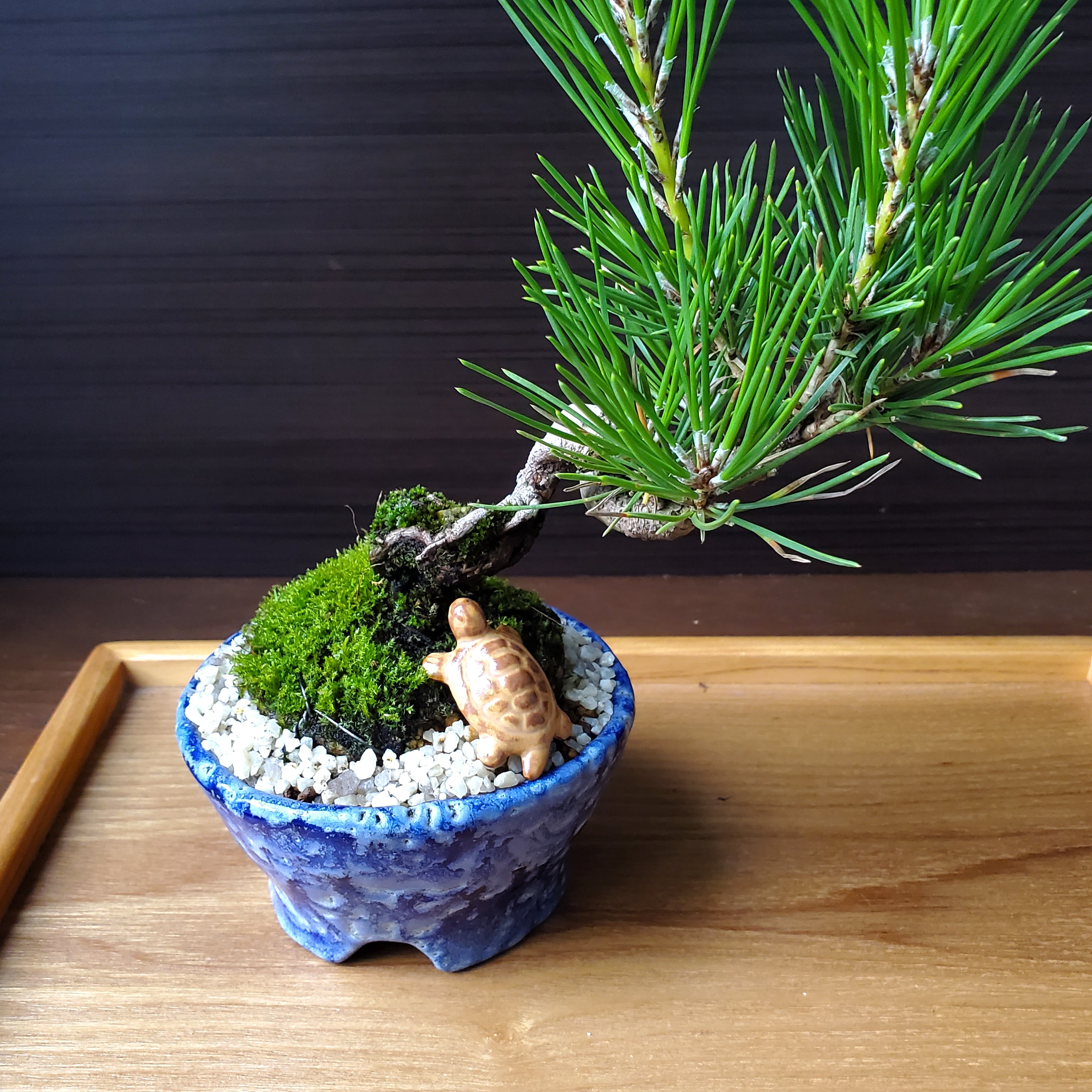 楽天市場】ミニチュア 置物 飾り フィギュア 亀（かめ） 小 添配 盆栽