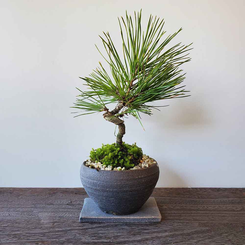 楽天市場】盆栽 日々の暮らしに憩いと安らぎを演出 黒松(くろまつ）の