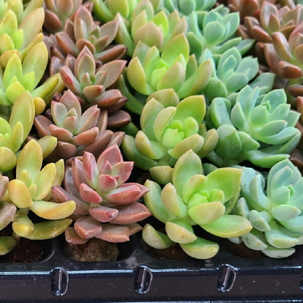 楽天市場】多肉植物 プラグ苗 128個 Sサイズ 多肉 セット 苗 ノ寄せ