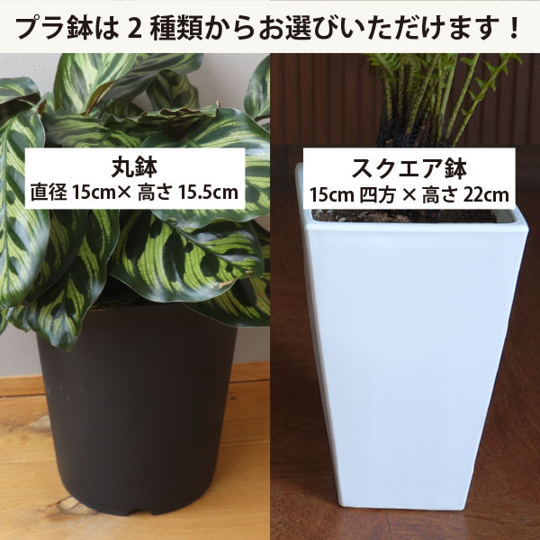 楽天市場】フィロデンドロン・バーキン 5号鉢 1鉢 プラ鉢 観葉植物