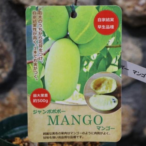 楽天市場】ジャンボポポー マンゴー 5号鉢 ポポー 果樹 苗木