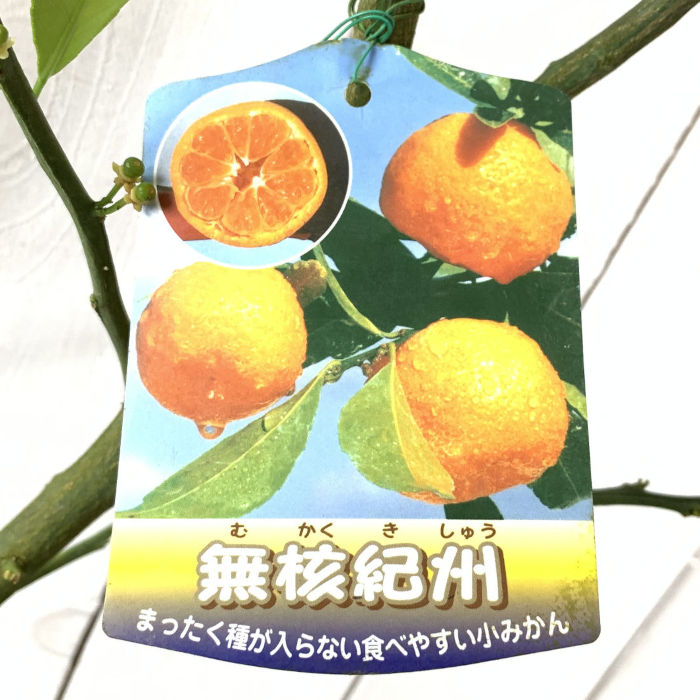 楽天市場】苗木 無核紀州ミカンの通販